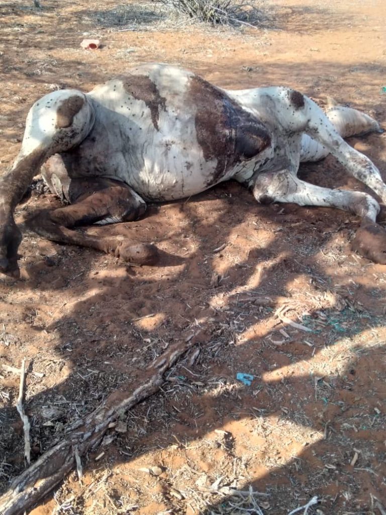 Diyaaradaha Dagaalka Kenya oo ku Toogtay  Geel fara badan Deegaan ka tirsan Jubaland